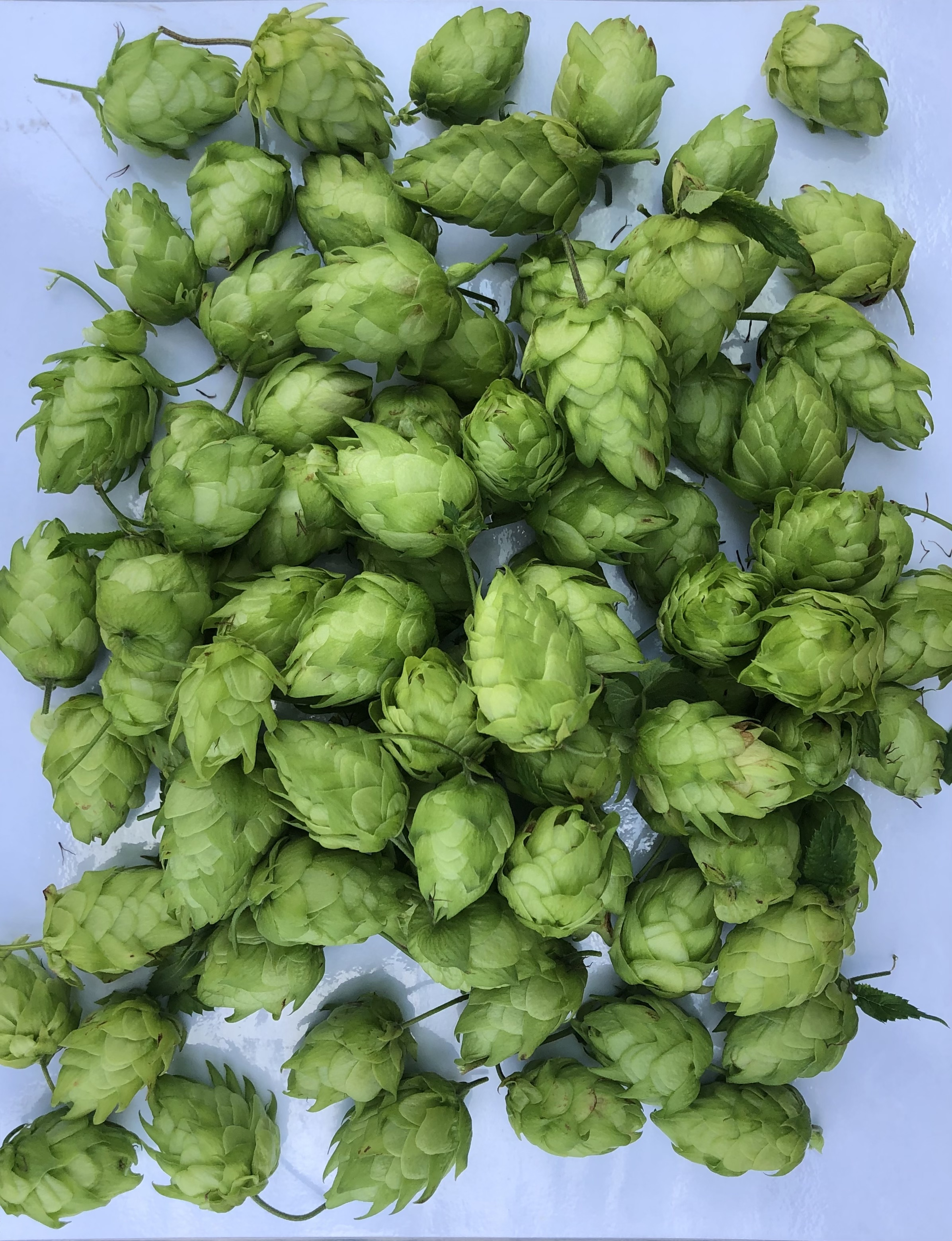 Healthy cones.